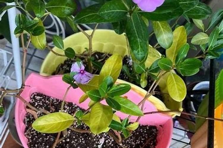 氮磷钾三种肥对植物的作用是什么？如何使用？