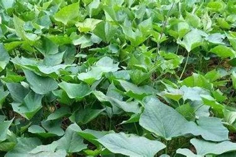山芋苗怎么栽高产