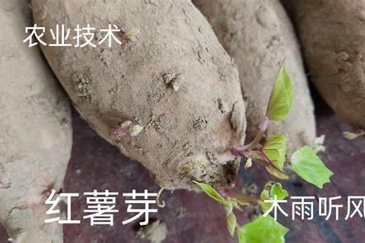 山芋怎么栽高产