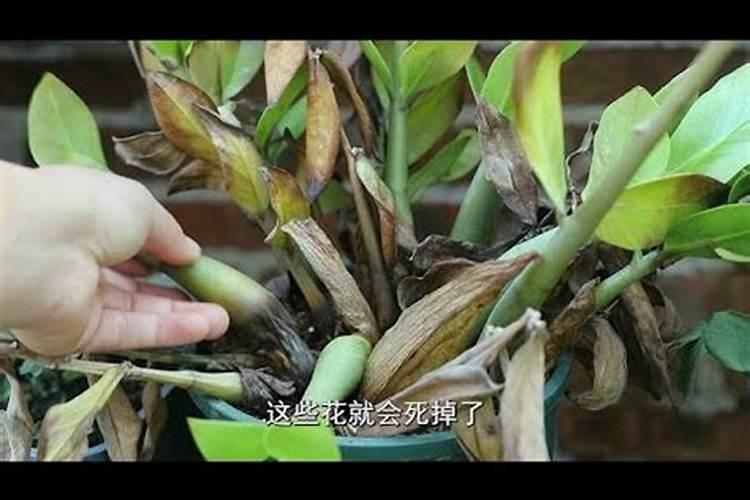 雨季施肥方法和注意事项 雨季施肥方法和注意事项有什么