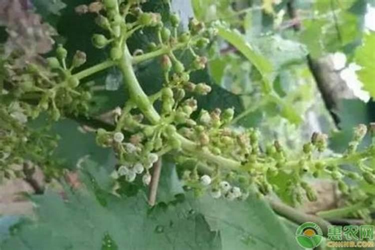 葡萄的霜霉病现在用什么药比较好