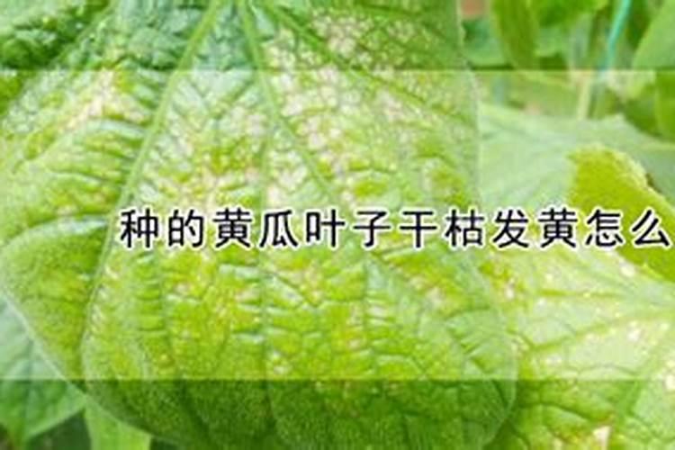 种植黄瓜、丝瓜想要让它连续结瓜,应该怎么做？