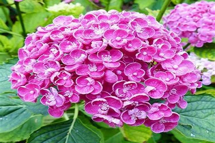 为什么这棵绣球花的叶子是黄绿色的了,请有经验的大神指教