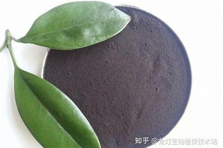 冬红果盆景的换土和施肥问题