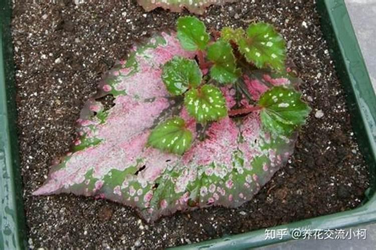 海棠花有花苞可以喷叶面肥吗