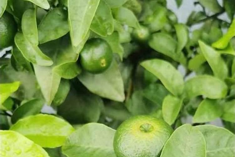十月沃柑该施什么肥料？