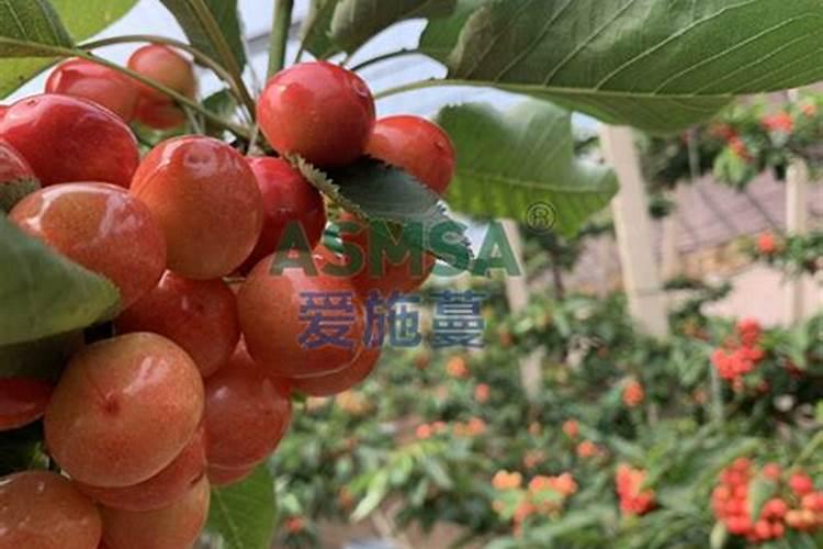 芸苔素内酯使用方法与用量