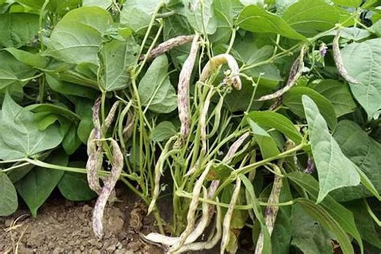 芸豆开花后冲什么肥料