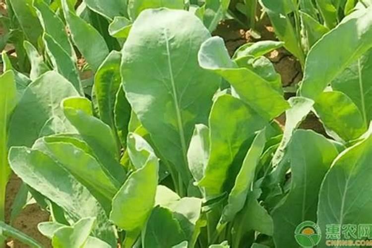 板蓝根蔬菜的种植方法与管理