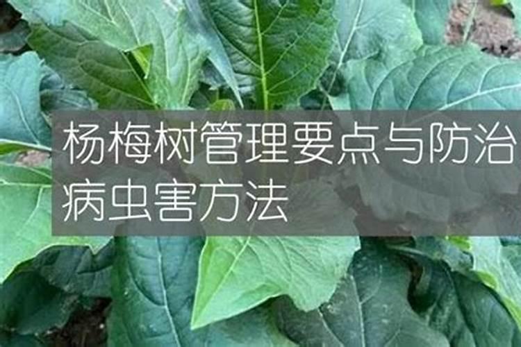 杨梅树采果后怎么施肥