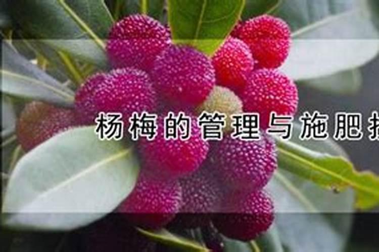 杨梅的管理与施肥技术