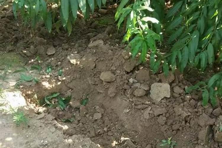 在树根盆景里施了点甲肥叶子掉光了树根会死亡吗