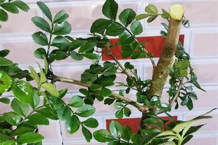 桂花应该怎么种植啊？