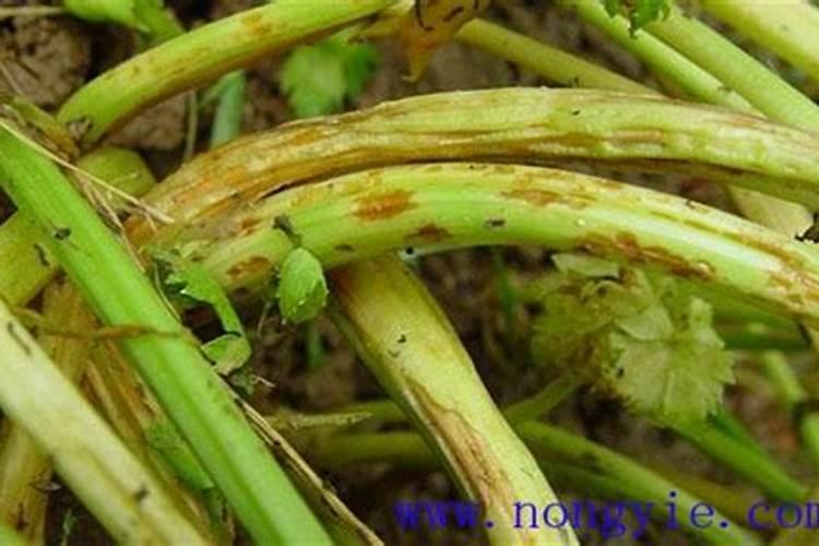 芹菜打什么药可变粗壮,附种植方法