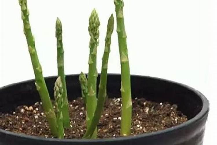 芦笋喜欢哪些肥料 适合芦笋的肥料品种