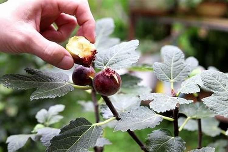 无花果喜欢什么肥料,如何施肥才更有利于无花果提高产量质量？