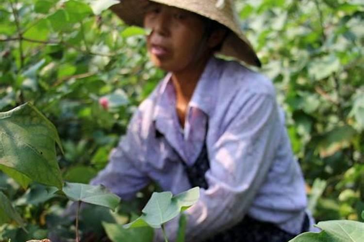 棉花后期喷什么叶面肥,棉花后期发黄怎么办