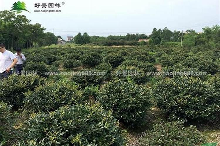 水溶肥多久可以被果树吸收