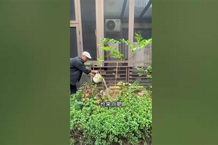 急求!!巧棵力颗粒水溶肥在果树上的使用方法？