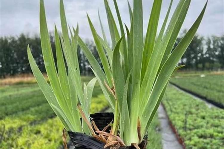 鸢尾养护方法(鸢尾养护全攻略,让美丽绽放的秘诀)