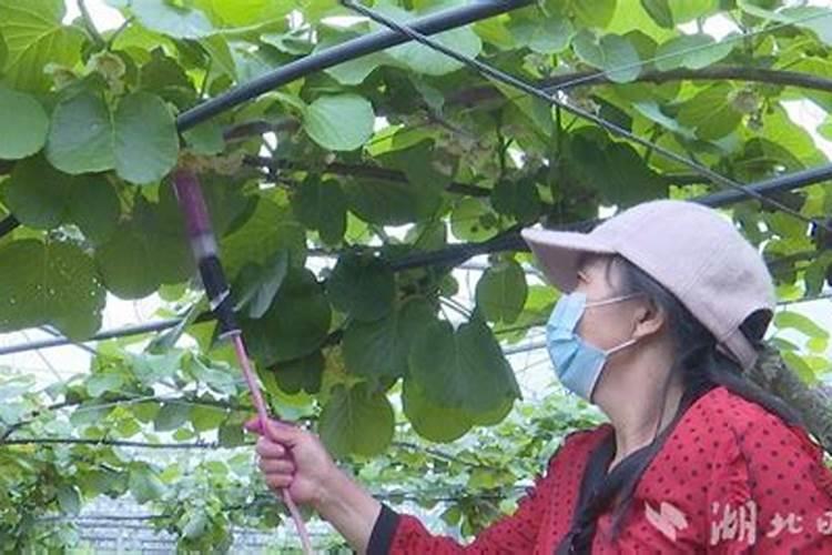 猕猴桃膨大期如何施肥 猕猴桃怎么施肥比较好