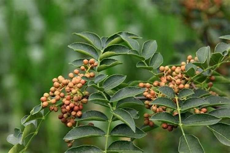 花椒树上什么肥料好