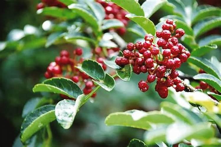 盆栽花椒树冬季施肥方法 花椒越冬肥什么时候施