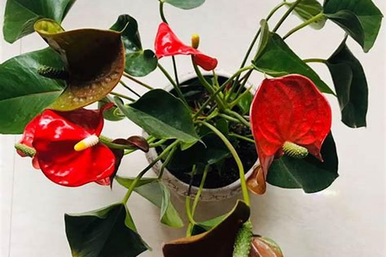 香蕉皮养什么花最好 适合做哪些植物的花肥