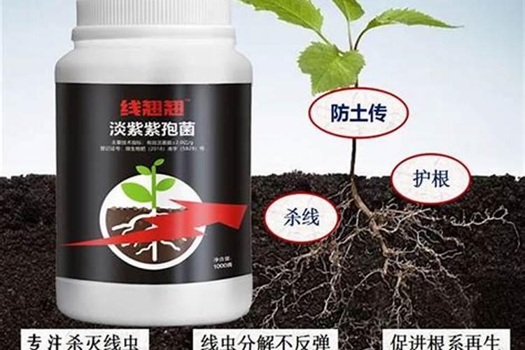 根结线虫用什么药效果好