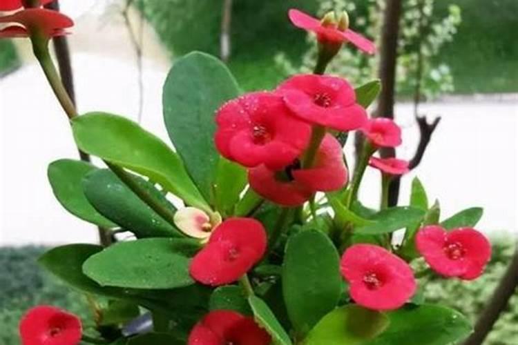 刺梅花的养殖方法和注意事项吗？