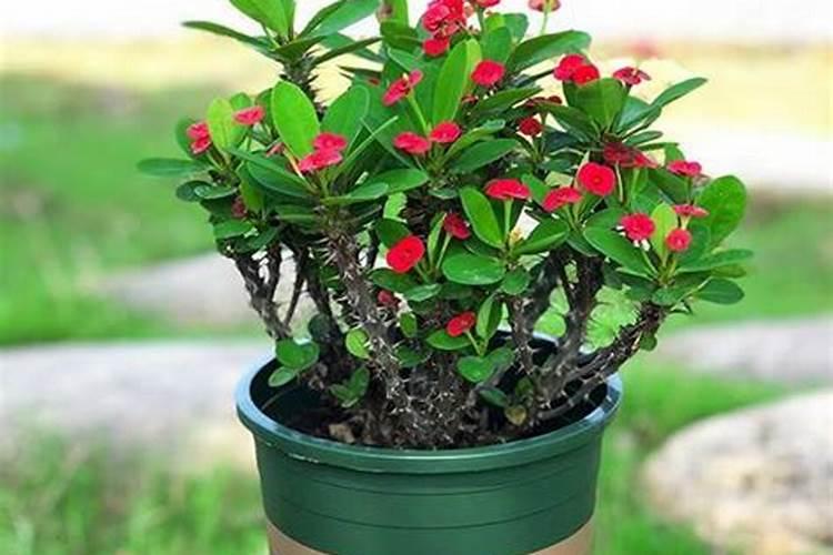 刺梅一年四季开花吗