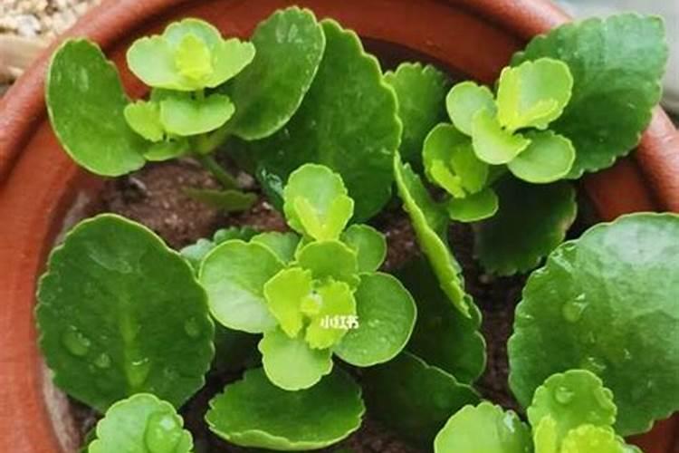 长寿花施肥技巧