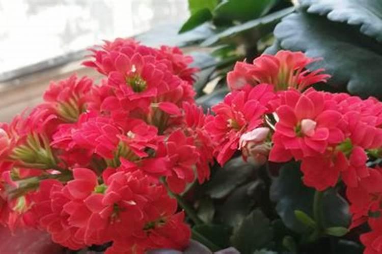 长寿花最好肥料施肥方法是什么