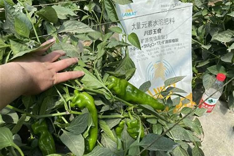 辣椒如何施肥更加高产辣椒高产的施肥技术
