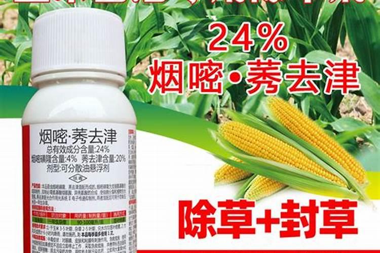 天旱玉米地能不能打除草剂