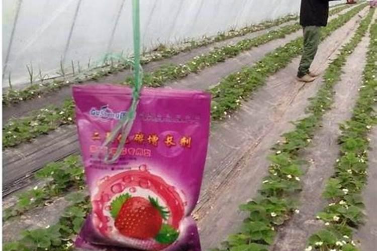 草莓缺钙冲施什么肥料