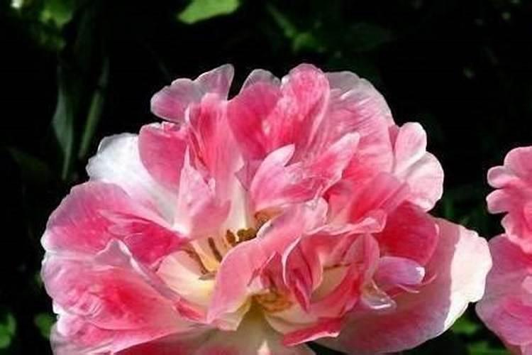 炭灰可以做肥料吗