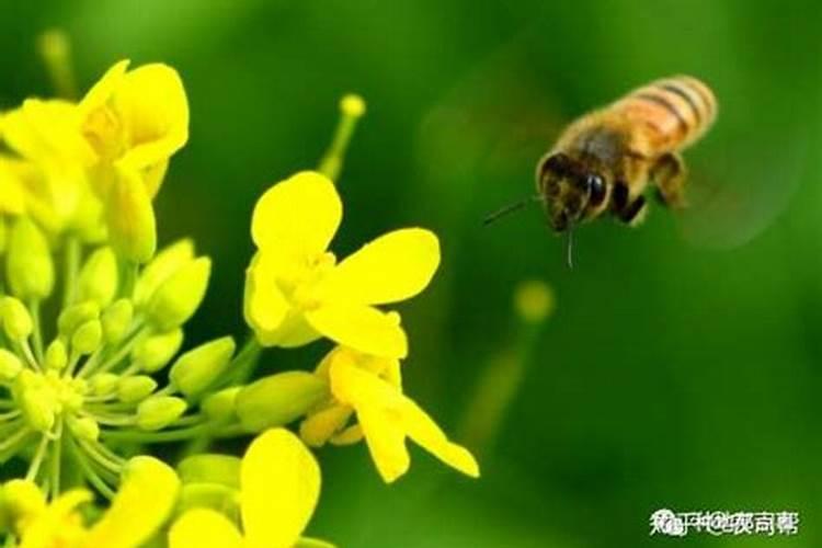 芸苔素使用技巧