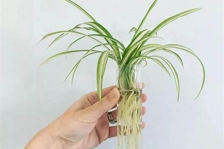 水培绿萝用什么肥料长得快
