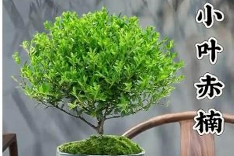 小叶栀子花期前后该怎么施花肥？