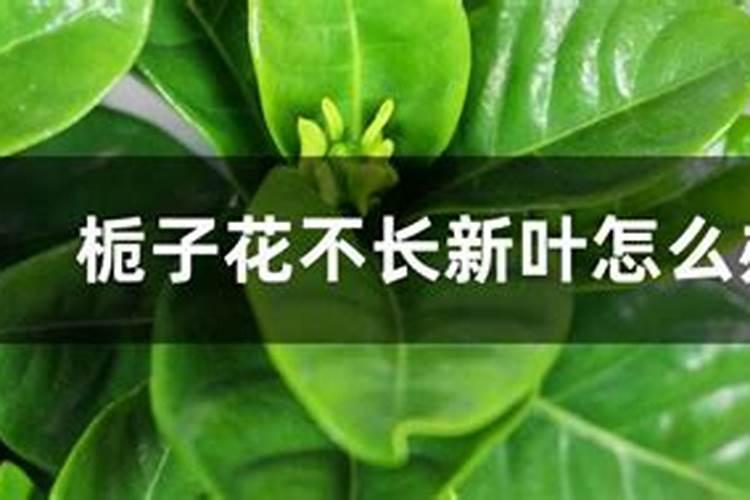 小叶栀子为什么没开就脱落了？是缺少什么营养吗？