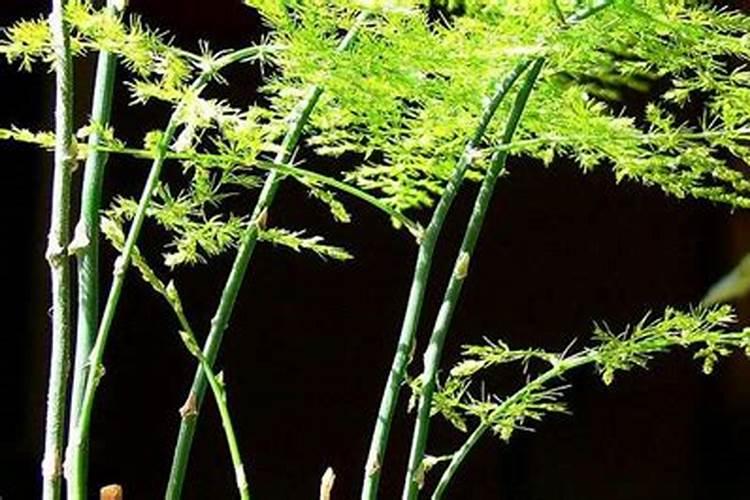 丝瓜和苦瓜种在一起可以吗