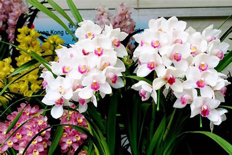 怎么给兰花施肥