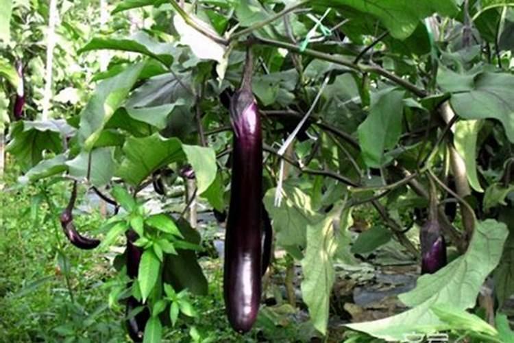 茄瓜种植方法是什么 坐果后重追肥