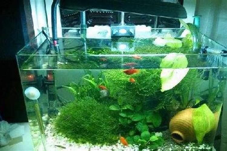 养鱼的水能浇花吗？