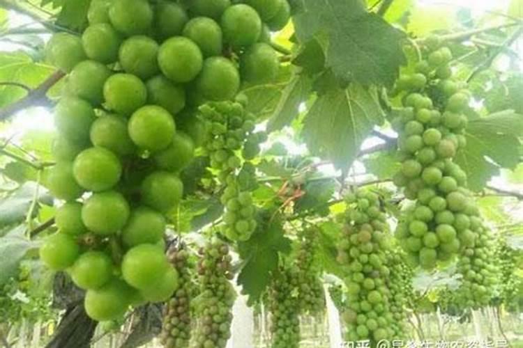 大棚葡萄上着色后施什么肥料