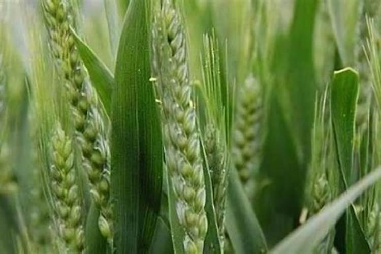 小麦已经抽穗进入灌浆期,这个时期还需要补充硼肥吗？为什么？