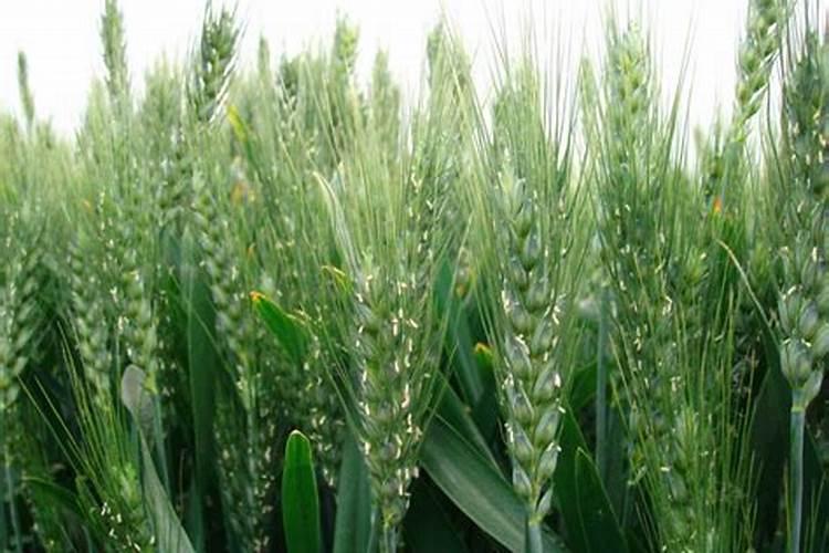 小麦扬花期有几天？