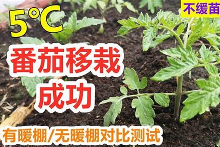 西红柿移栽要浇温水吗？