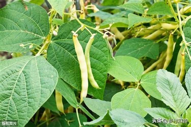 豆角干枯怎么办,豆角干枯的解决方法及养护技巧